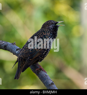 Europäischen gemeinsamen Starling Sturnus Vulgaris Welt der Vögel Kapstadt Südafrika gefangen Stockfoto