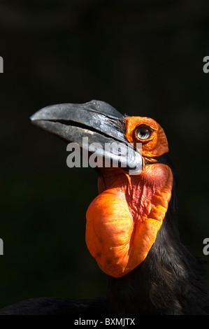 Südlichen Boden-Hornbill Bucorvus Leadbeateri Welt der Vögel Kapstadt Südafrika gefangen Stockfoto