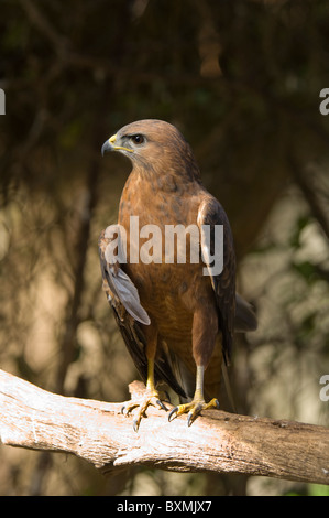 Steppe Mäusebussard Buteo Buteo Vulpinus Welt der Vögel Kapstadt Südafrika gefangen Stockfoto