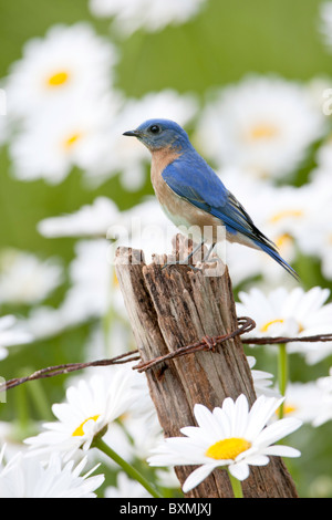 Östlichen Bluebird gehockt Zaunpfahl - vertikal Stockfoto