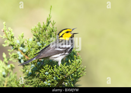 Golden-cheeked Warbler gehockt Ashe Juniper Tree Stockfoto