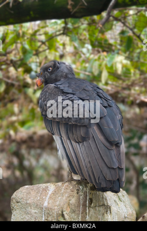 König Geier Sarcoramphus Papa Welt der Vögel Kapstadt Südafrika gefangen Stockfoto