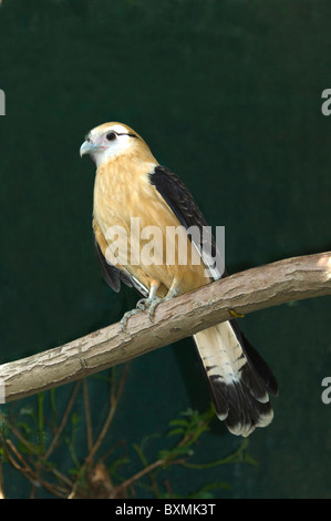 Gelb-headed Caracara (Milvago Chimachima), World of Birds, Kapstadt, Südafrika Stockfoto