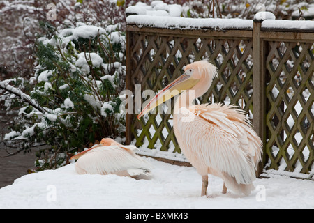 Zwei Pelikane von es Schneefall ertappt versuchen, im St James Park, London warm zu halten. Stockfoto