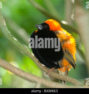 Rote Bischof Euplectes Orix Welt der Vögel Kapstadt Südafrika gefangen Stockfoto