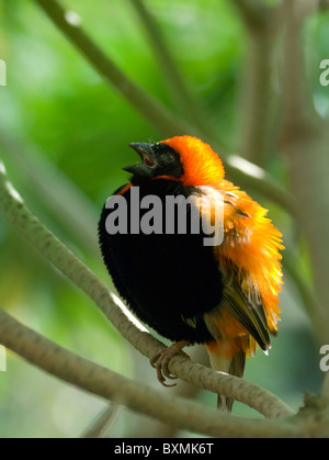 Rote Bischof Euplectes Orix Welt der Vögel Kapstadt Südafrika gefangen Stockfoto