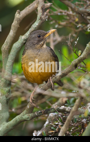 Olive Soor Turdus Olivaceus Welt der Vögel Kapstadt Südafrika gefangen Stockfoto