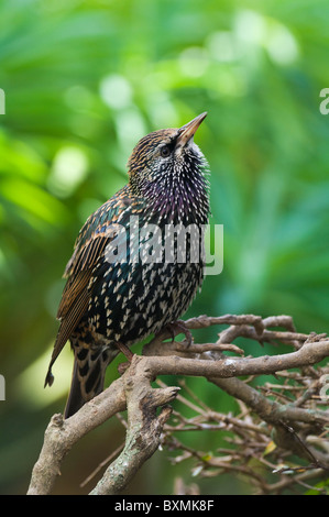 Europäischen gemeinsamen Starling Sturnus Vulgaris Welt der Vögel Kapstadt Südafrika gefangen Stockfoto