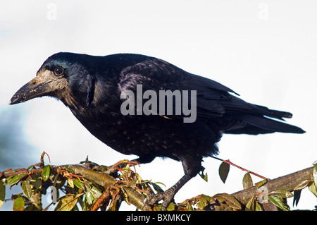 Turm (Corvus Frugilegus) kleiner Baum gehockt Stockfoto