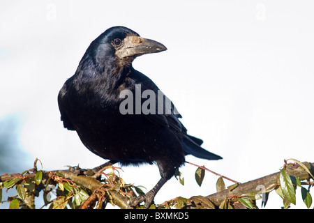 Turm (Corvus Frugilegus) Strauch gehockt Stockfoto