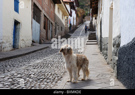 Ein Hund in einer Seitenstraße in Cusco, Peru Stockfoto