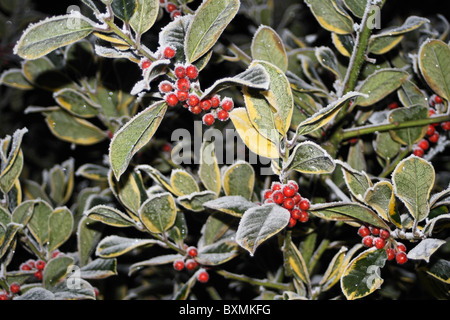 Eiskalte Nebel hinterlegt auf bunten Stechpalme und Beeren im Garten Stockfoto