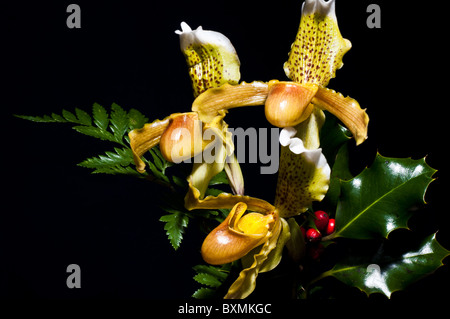 Drei Orchideen Paphiopedilum (Blume exotisch) Porträts Stillleben horizontal auf einem schwarzen Hintergrund zwischen Farnen und Mistel Stockfoto