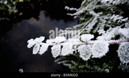 Bäume Blätter und Zweige im Winterfrost bedeckt Stockfoto