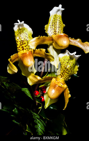 Drei Orchideen Paphiopedilum (Blume exotisch) Porträts Stillleben horizontal auf einem schwarzen Hintergrund zwischen Farnen und Mistel Stockfoto