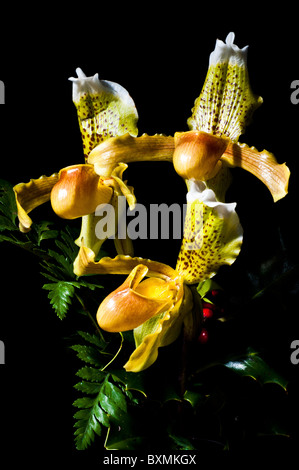 Drei Orchideen Paphiopedilum (Blume exotisch) Porträts Stillleben auf einem schwarzen Hintergrund zwischen Farnen und Mistel Stockfoto