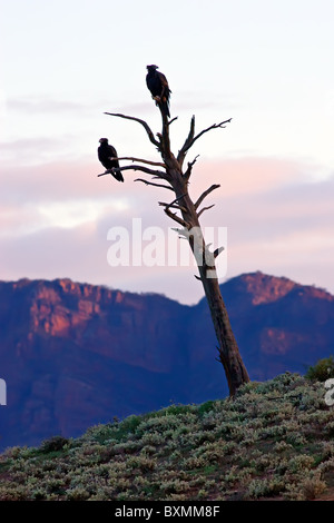 Wedge Tail Adler Stockfoto