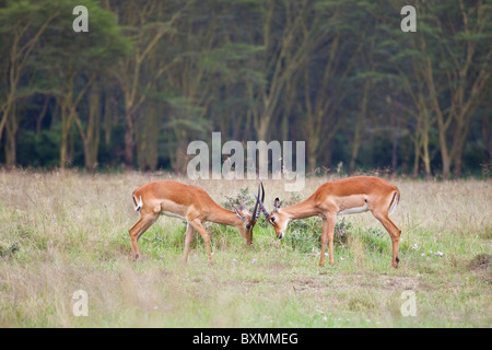 Grant Gazellen (Nanger Granti) butting Hörner, Lake Nakuru, Kenia Stockfoto