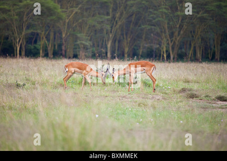 Grant Gazellen (Nanger Granti) butting Hörner, Lake Nakuru, Kenia Stockfoto