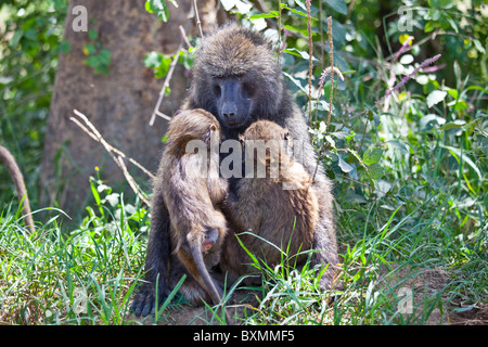 Oliven- oder Anubis Pavian, Lake Nakuru, Kenia Stockfoto