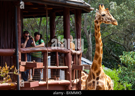 Langata Nature Education Centre, Giraffe Centre, Nairobi, Kenia Stockfoto