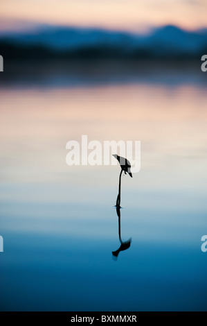 Sagittaria latifolia, Breitblättrigen Pfeilspitze anlage Silhouette in einem See in Indien Landschaft in der Morgendämmerung. Andhra Pradesh, Indien Stockfoto