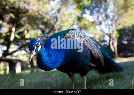 Pfau auf Grünland in der afrikanischen camping Stockfoto