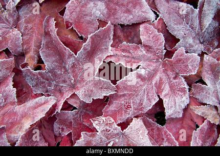 Gefallenen flüssiger Bernstein (Liquidambar Styraciflua) lässt an einem Wintermorgen. Stockfoto
