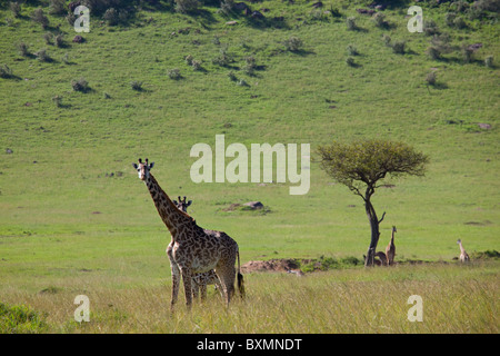 Giraffe in Masai Mara Nationalpark, Kenia Stockfoto