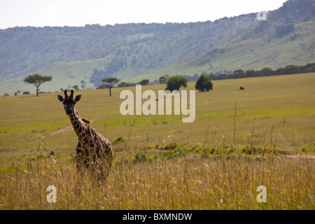 Giraffe in Masai Mara Nationalpark, Kenia Stockfoto
