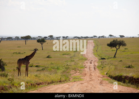 Giraffe in Masai Mara Nationalpark, Kenia Stockfoto