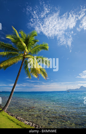 Einzigen Palme Baum gegen blauen Himmel am Strand Stockfoto