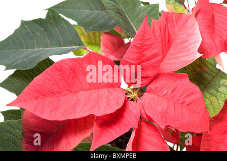 Schöne rote Weihnachtsstern isoliert auf weiss. Die rote Pflanze - Symbol für Weihnachten. Stockfoto