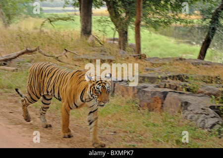 Weitwinkel-Bild von einem wilden Tiger in seinem Lebensraum in Ranthambhore National Park, Indien Stockfoto