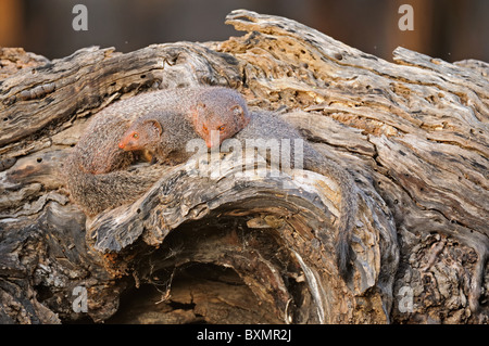 Ruddy Mongoose oder schwarz-angebundene Mungo (Herpestes Smithii) Familie an einem Baumstamm im Ranthambore Nationalpark Stockfoto