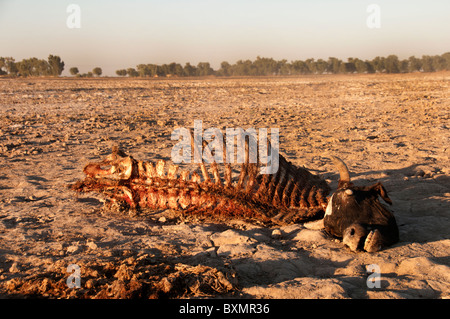 Pakistan Sindh Provinz Shaddat Kot. Nach der Flut. Dezember 2010. Kuh-Karkasse - Tausende Tiere ertrunken. Stockfoto