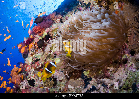 Typischen roten Meer Korallenriff, Shark Reef, Ras Mohammed Nationalpark, Ägypten, Rotes Meer Stockfoto