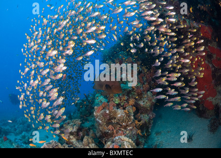 Rotes Meer Rotfeuerfische Jagd Glas Fisch, Nuweiba, Sinai, Ägypten, Rotes Meer, Indischer Ozean Stockfoto