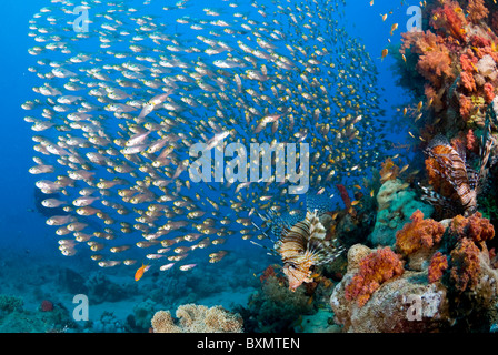 Rotes Meer Rotfeuerfische Jagd Glas Fisch, Nuweiba, Sinai, Ägypten, Rotes Meer, Indischer Ozean Stockfoto