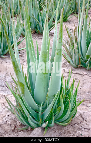 Aloe Vera Pflanze, Feld einpflanzen. Stockfoto