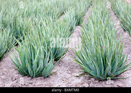 Aloe-Vera-Pflanzen, Feld, Pflanzung, Stockfoto