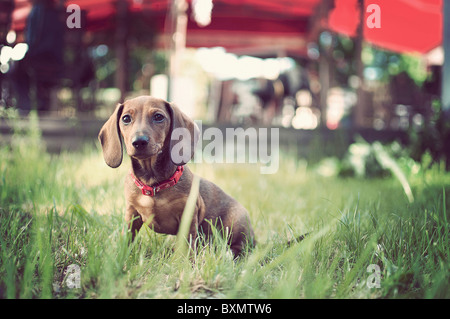 entzückenden jungen Hund sitzen in der Wiese Stockfoto