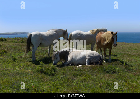 Pferde und Ponys auf der Pembrokeshire Coast path Stockfoto