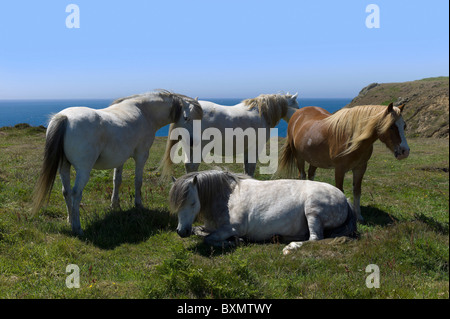 Pferde und Ponys auf der Pembrokeshire Coast path Stockfoto