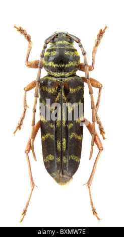 isoliert auf weißem Hintergrund. Stockfoto