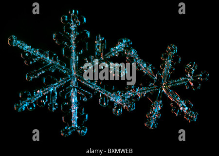 Extreme Nahaufnahme Foto von zwei echte Schneeflocken, Schuss mit farbigen Blitze auf einem schwarzen Hintergrund. Stockfoto