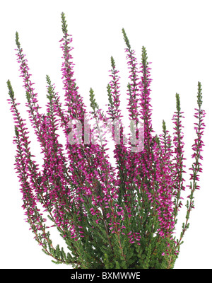 Topf mit lila Heidekraut in Vase isoliert auf weiss Stockfoto