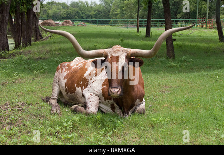 Texas Longhorn liegend auf Rasen in einem grünen Feld Stockfoto