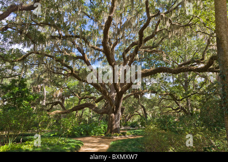 Live Oak Großbaum in Washington Eichen Gardens State Park an der Ostküste von Florida Stockfoto