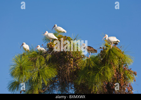 Fünf Erwachsene White Ibis Eudocimus Albus und eine unreife White Ibis in Baumkrone auf Sanibel Island Florida Stockfoto